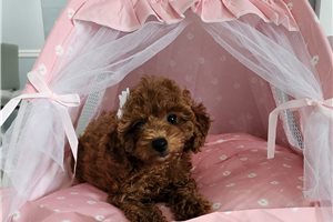 Novella - Poodle, Toy for sale