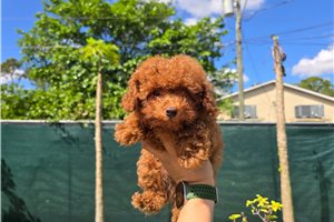 Cooper - Poodle, Toy for sale