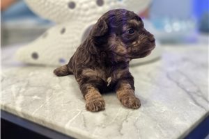 Farrah - Poodle, Toy for sale