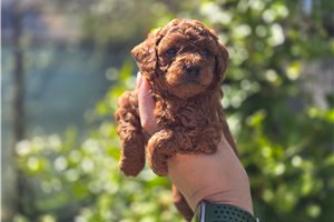 Emmett - Toy Poodle for sale