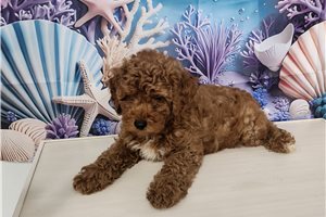 Ezra - Poodle, Toy for sale