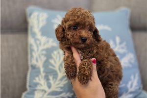 Gideon - Poodle, Toy for sale