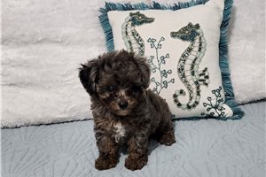 Freddie - Poodle, Toy for sale
