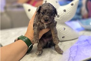 Foster - Poodle, Toy for sale