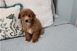 Elijah - Poodle, Toy for sale
