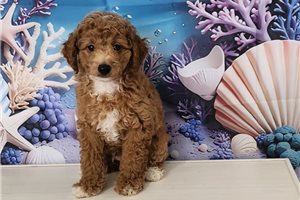 Elijah - Poodle, Toy for sale