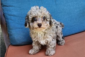 Elsie - puppy for sale