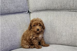 Gideon - Poodle, Toy for sale