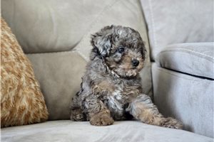 Foster - Poodle, Toy for sale