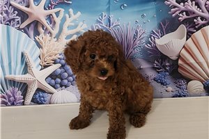 Emmett - Poodle, Toy for sale