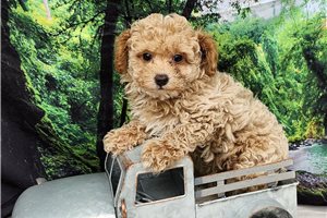 Mateo - Poodle, Toy for sale