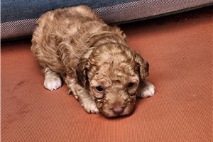 Asher - puppy for sale