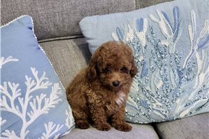 Gideon - Poodle, Toy for sale