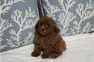 Carter - Poodle, Toy for sale
