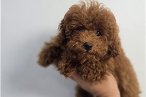 Cooper - Toy Poodle for sale