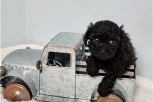 Santiago - puppy for sale
