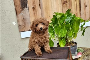 Novella - Poodle, Toy for sale