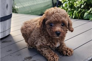 Gideon - puppy for sale