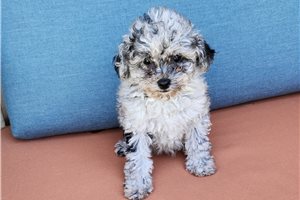 Dasha - Poodle, Toy for sale