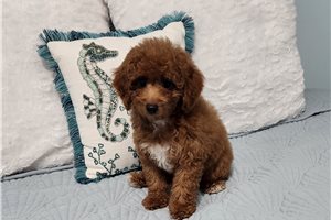 Easton - Poodle, Toy for sale