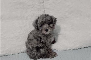 Foster - Poodle, Toy for sale