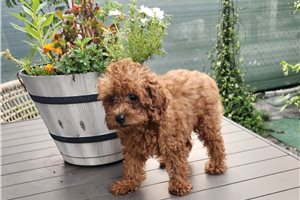 Emmett - Poodle, Toy for sale