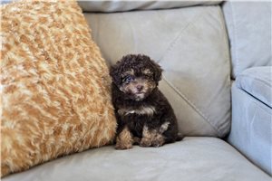 Farrah - Poodle, Toy for sale