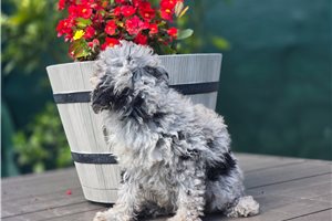 Dasha - Poodle, Toy for sale