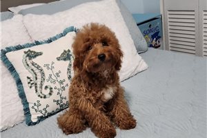Easton - Poodle, Toy for sale