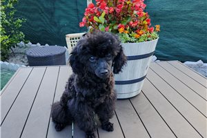 Dawn - Poodle, Toy for sale