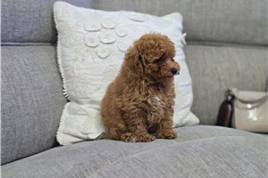 Genevieve - Poodle, Toy for sale