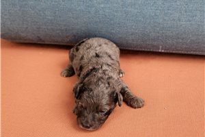 Freddie - puppy for sale