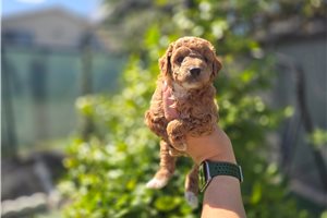 Elijah - Poodle, Toy for sale
