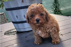 Genevieve - Poodle, Toy for sale