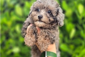 Freddie - Poodle, Toy, placed in Ft Myers / SW Florida