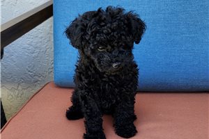 Dawn - Poodle, Toy for sale
