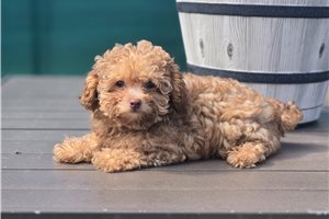 Elvira - Toy Poodle for sale