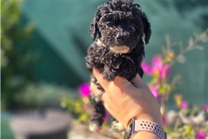 Mila - Poodle, Toy for sale