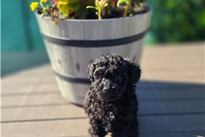 Madison - Poodle, Toy for sale