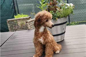 Elijah - Poodle, Toy for sale