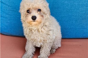 Davina - Poodle, Toy for sale