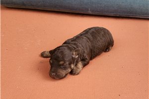 Farrah - Poodle, Toy for sale