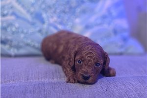 Emmett - puppy for sale