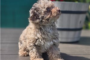 Elsie - Poodle, Toy for sale