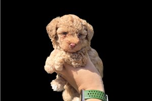 Asher - Poodle, Toy for sale
