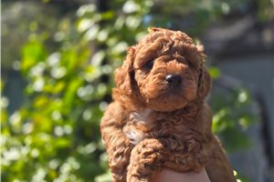 Ezra - Poodle, Toy for sale