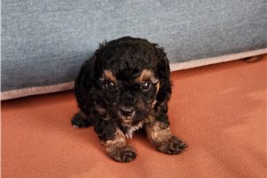 Michael - Poodle, Toy for sale