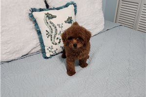 Emmett - Toy Poodle for sale