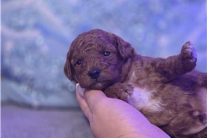 Ezra - puppy for sale