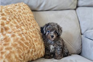 Freddie - Poodle, Toy for sale